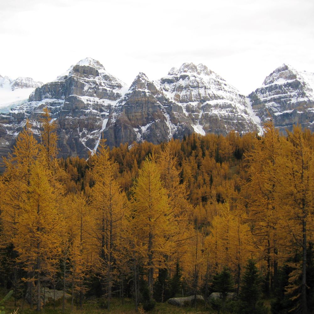 Larch Valley photograph