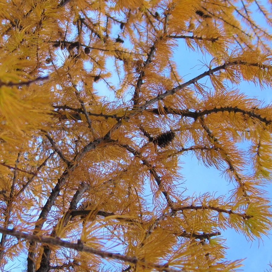 reference photo of larch trees used to create blue glass bowl