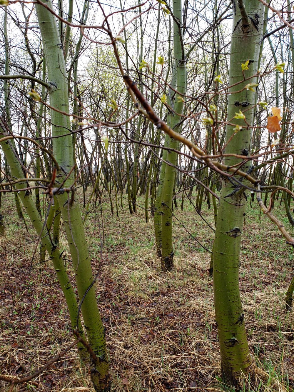 Reference photo for painting of green aspen trees